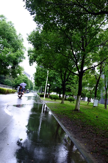 下雨天 摄影 奶牛a