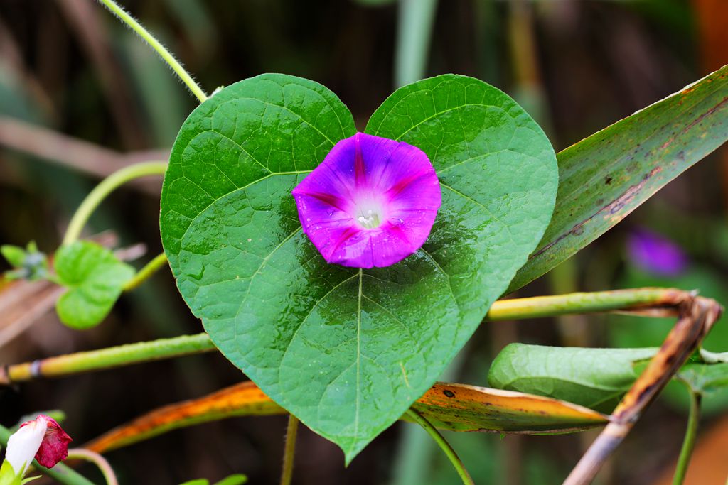 心中的牵牛花 摄影 xubocheng