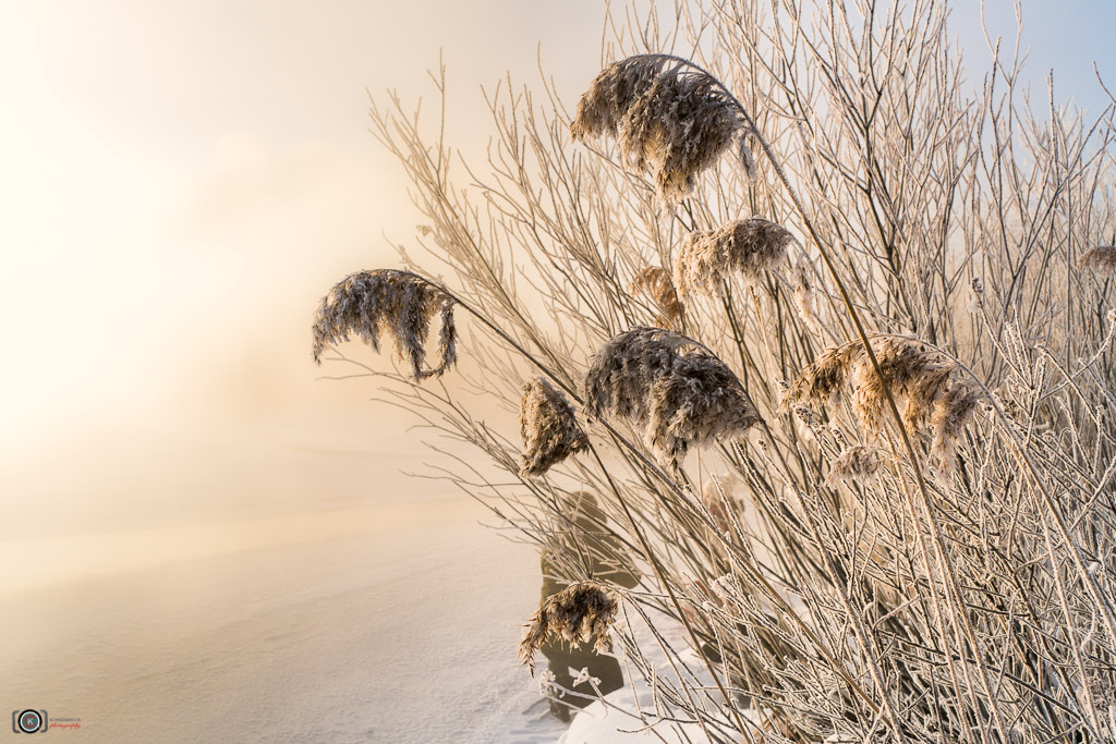 Winter Is In The Air 摄影 chookia