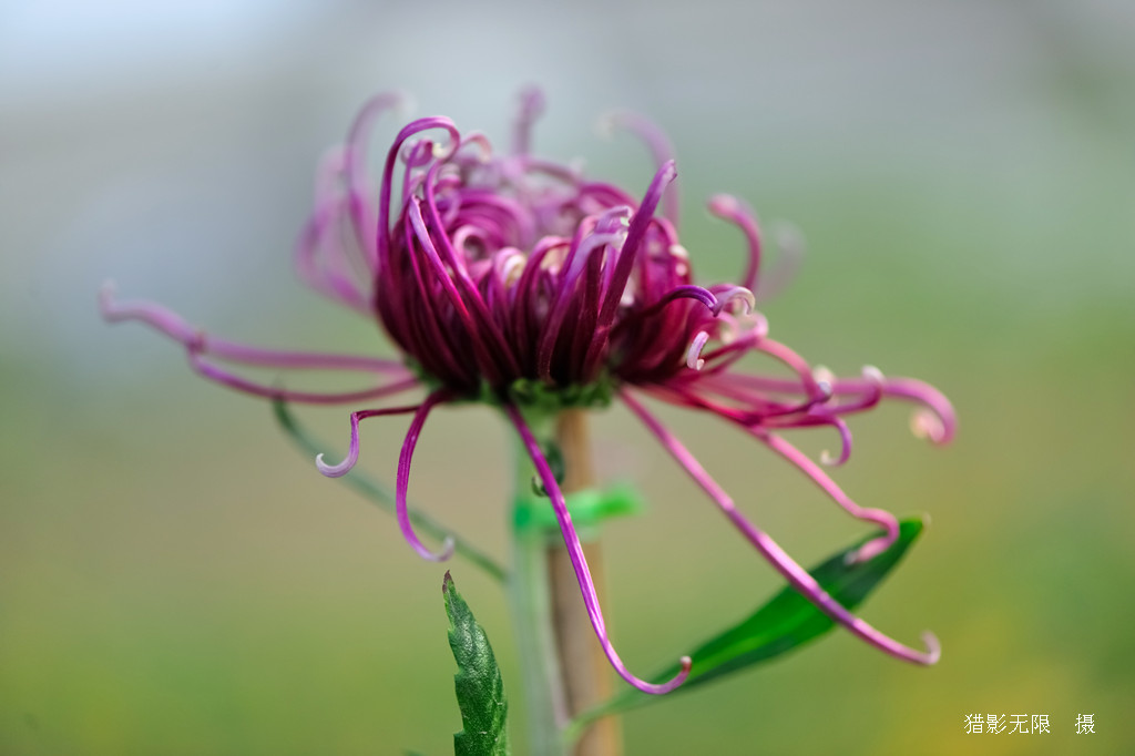 菊花（1） 摄影 猎影无限