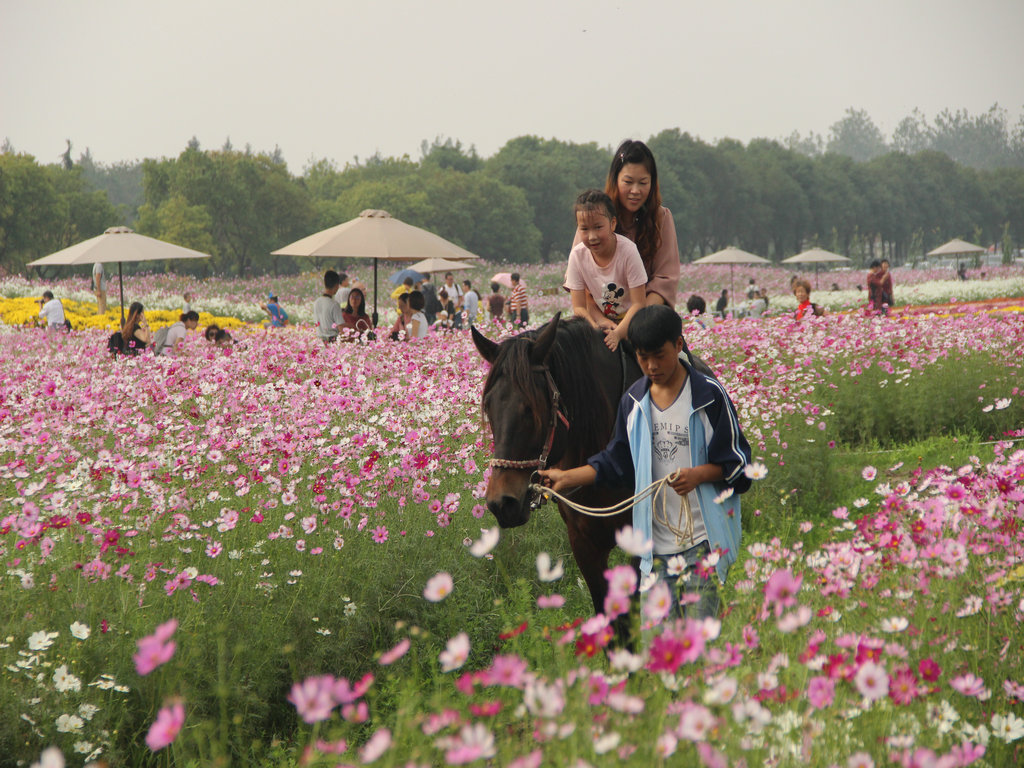 骑马观花 摄影 样样新