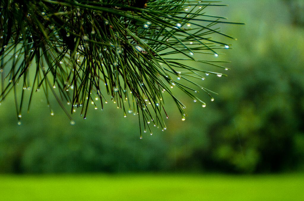 秋雨2 摄影 老拙