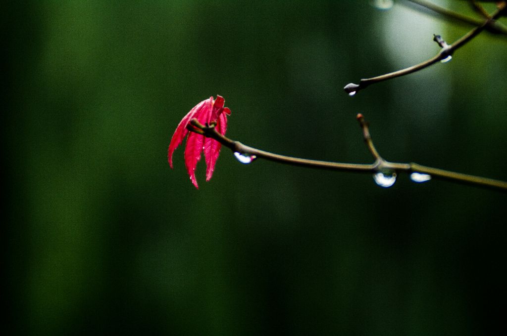 秋雨3 摄影 老拙