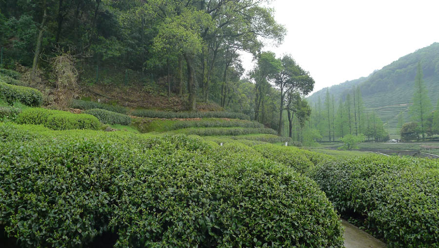 梅家坞龙井基地 摄影 飘逸越洋