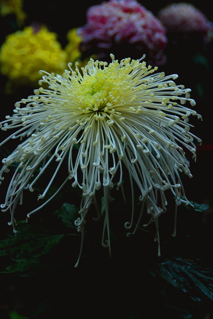 菊花一 摄影 欧风小虎