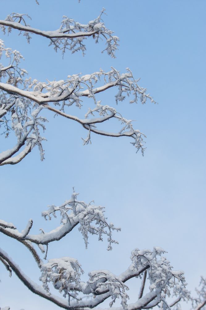 紫金山雪后 摄影 光的杰作