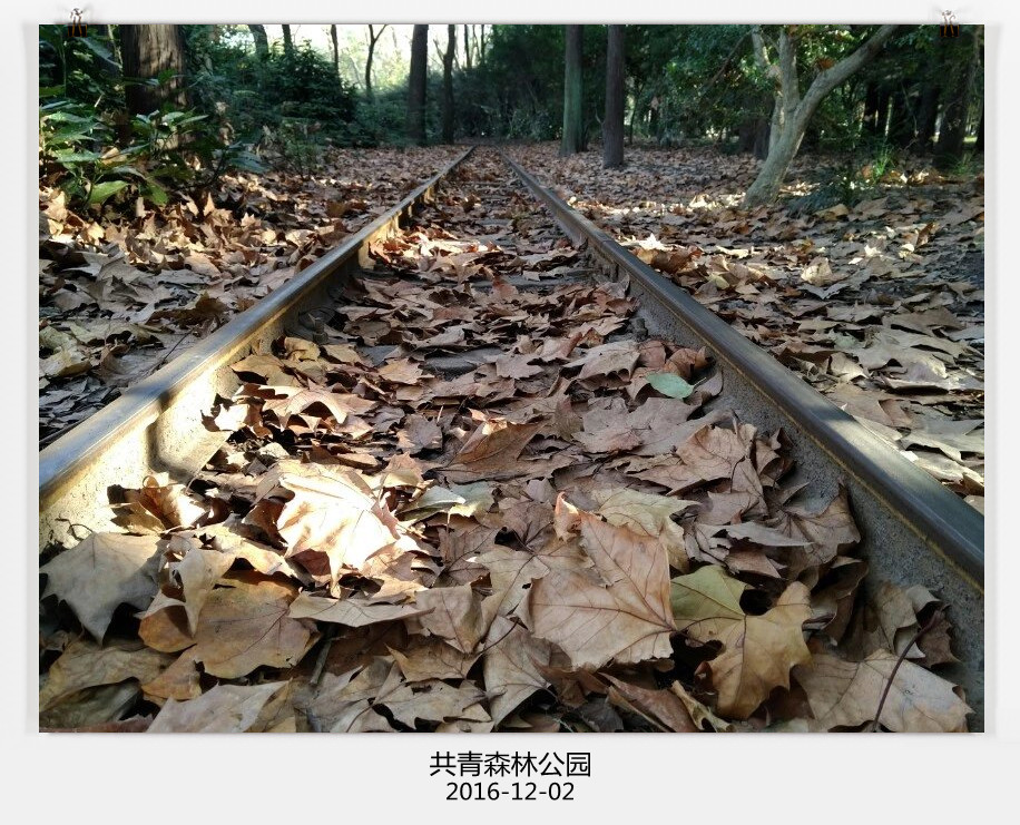 梧桐叶落 摄影 夜雨听蕉