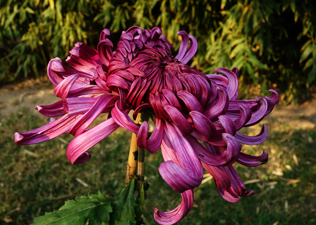 秋菊52 摄影 津门吉祥三宝