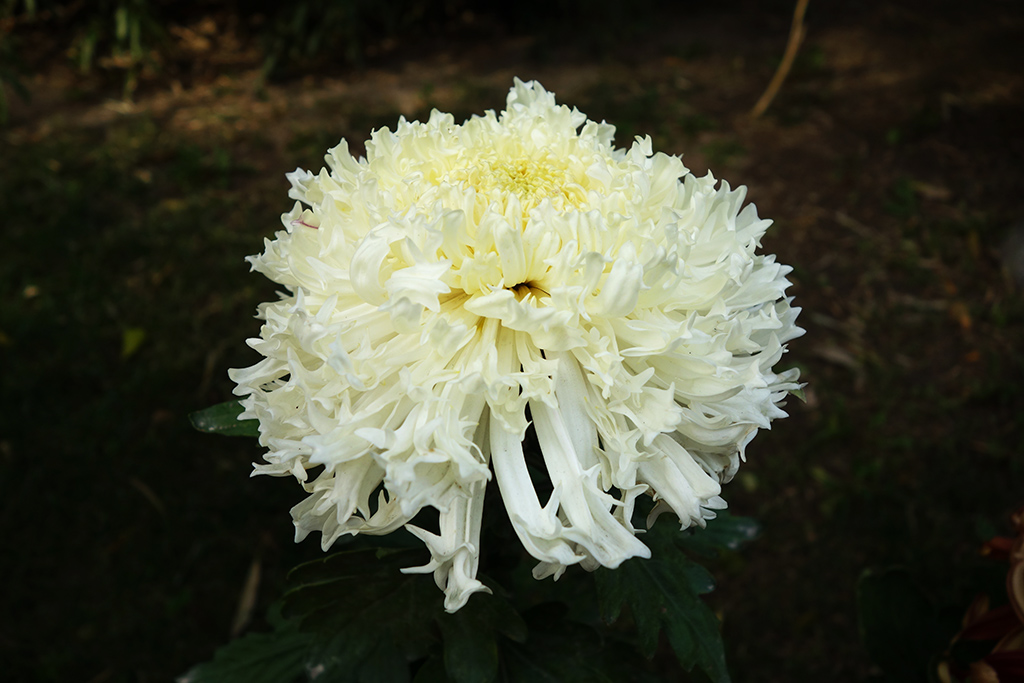 秋菊78 摄影 津门吉祥三宝