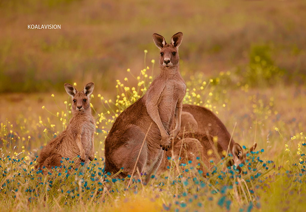 Kangaroo 摄影 会飞的考拉