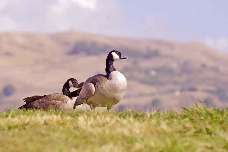 Canadian goose 摄影 andyliu1977