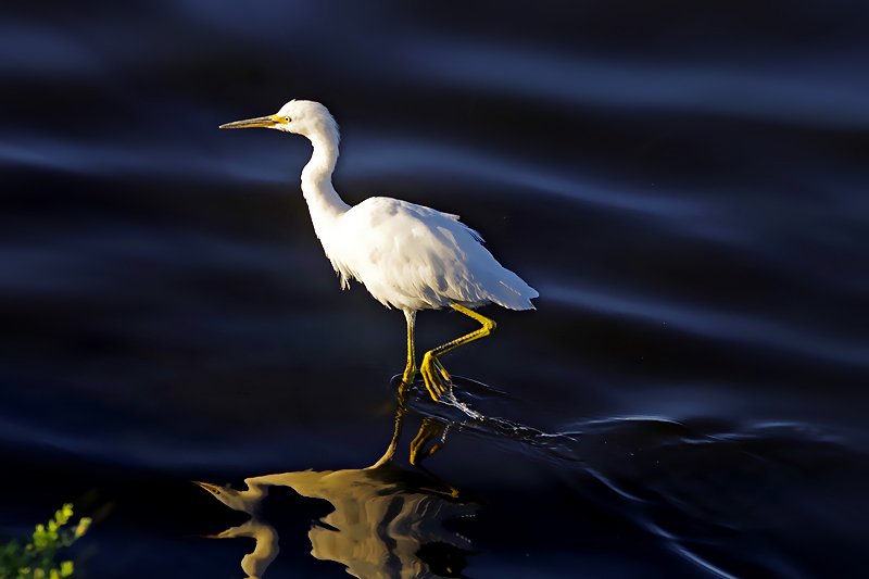 Snow egret 摄影 andyliu1977