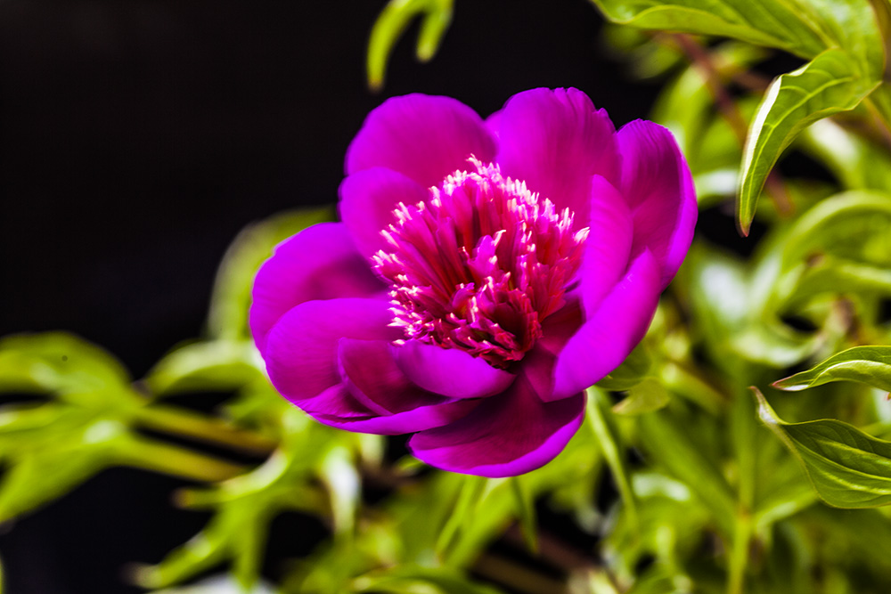 2017年芍药花2 摄影 鹤令长青