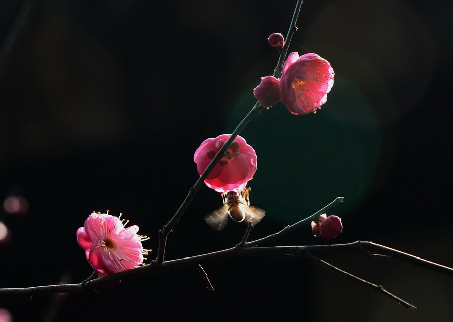 红梅早开 摄影 liuguorong