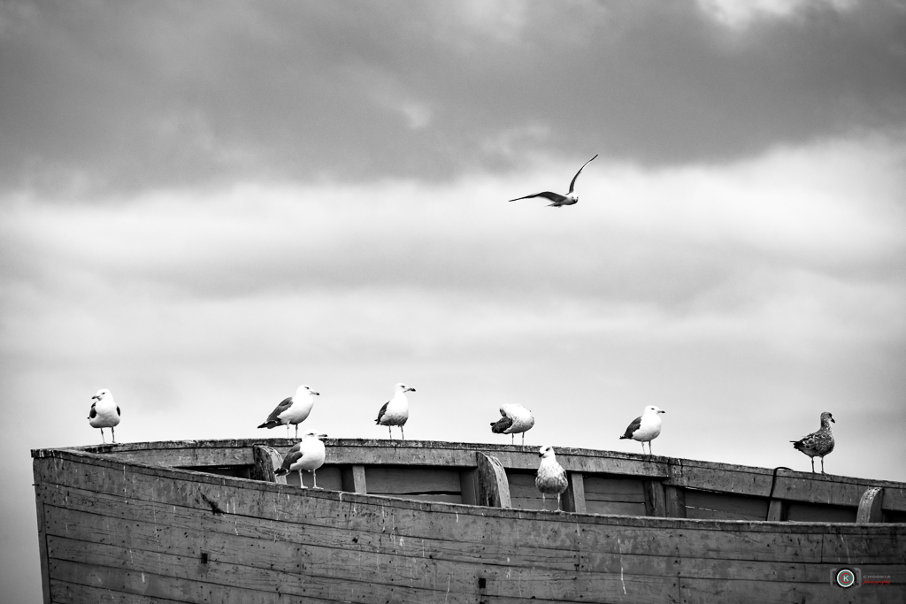 Good Morning II Essouira 摄影 chookia