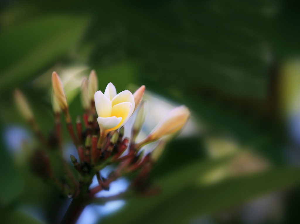 栀子花开 摄影 额木尔夫