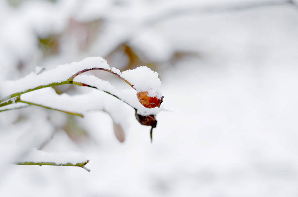 短暂的雪 摄影 醉心狂语