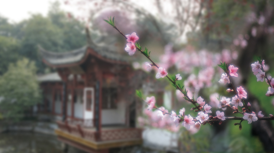 兰溪三日桃花雨 摄影 风光老人