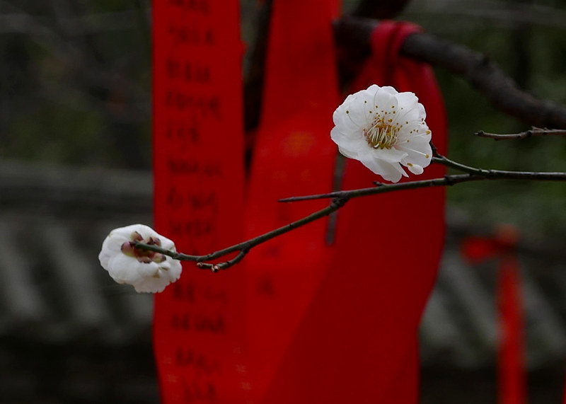 春来了 摄影 大山51