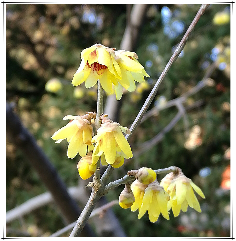 2017年花卉；腊梅，1 摄影 山中树叶