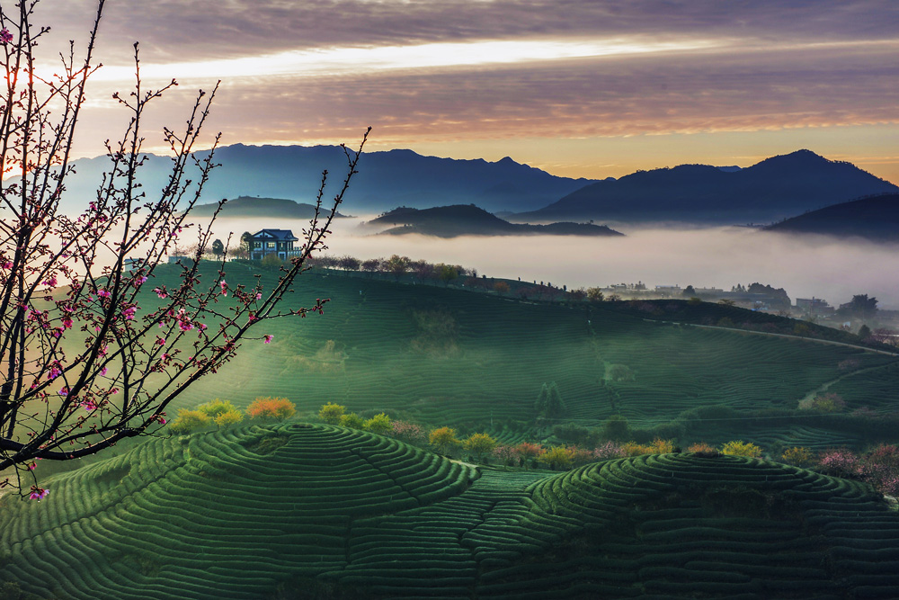 最美樱花茶园 摄影 langaa