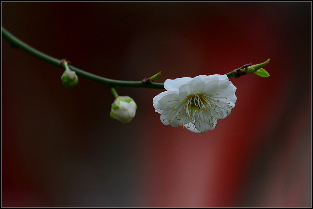 梅花 摄影 牛之影