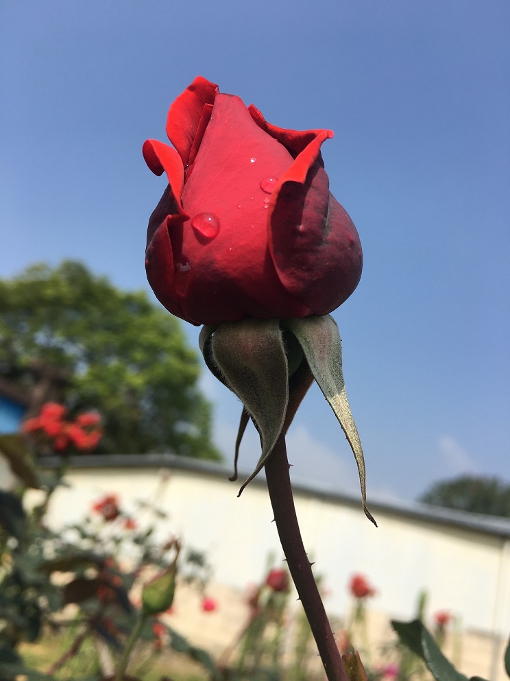 小花 摄影 高坎先生