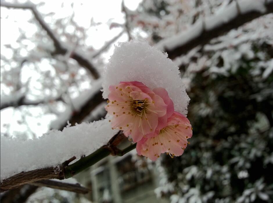 雪压梅花 摄影 于搏