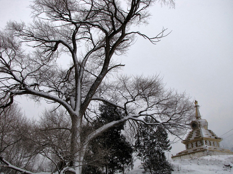 家乡雪景 摄影 光影铸情