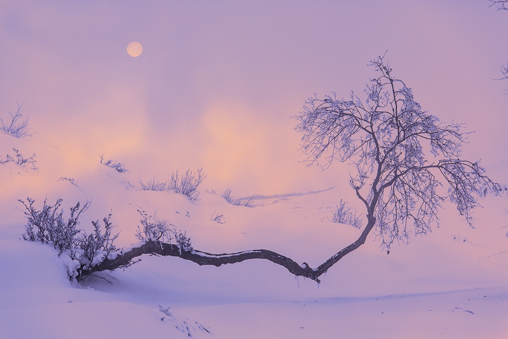 原野知雪 摄影 七月虎