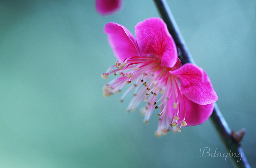 梅花 摄影 Bdaqing