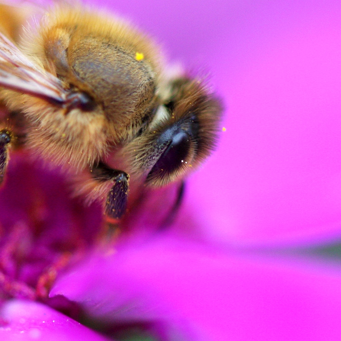 身着皮草的小蜜蜂 摄影 wangshihua