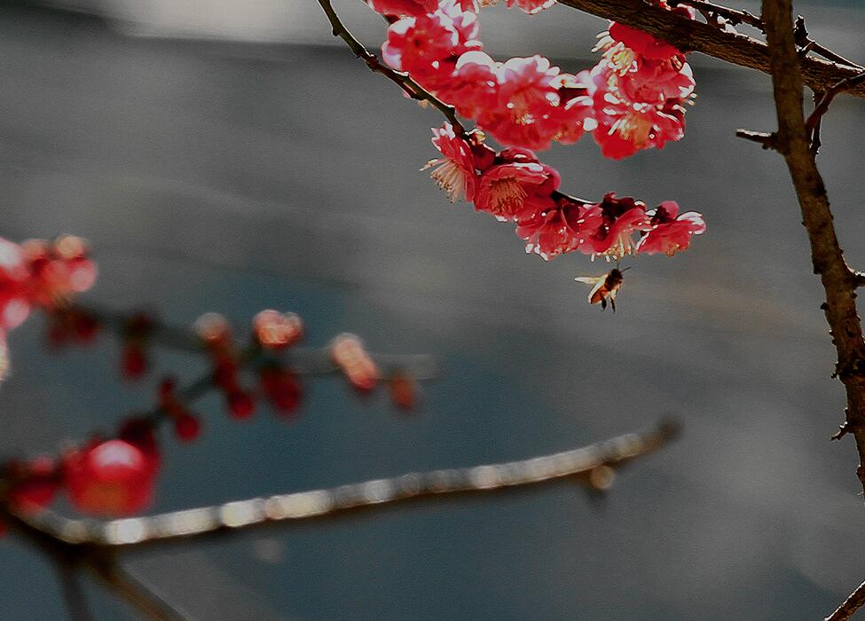 蜂恋花 摄影 于搏