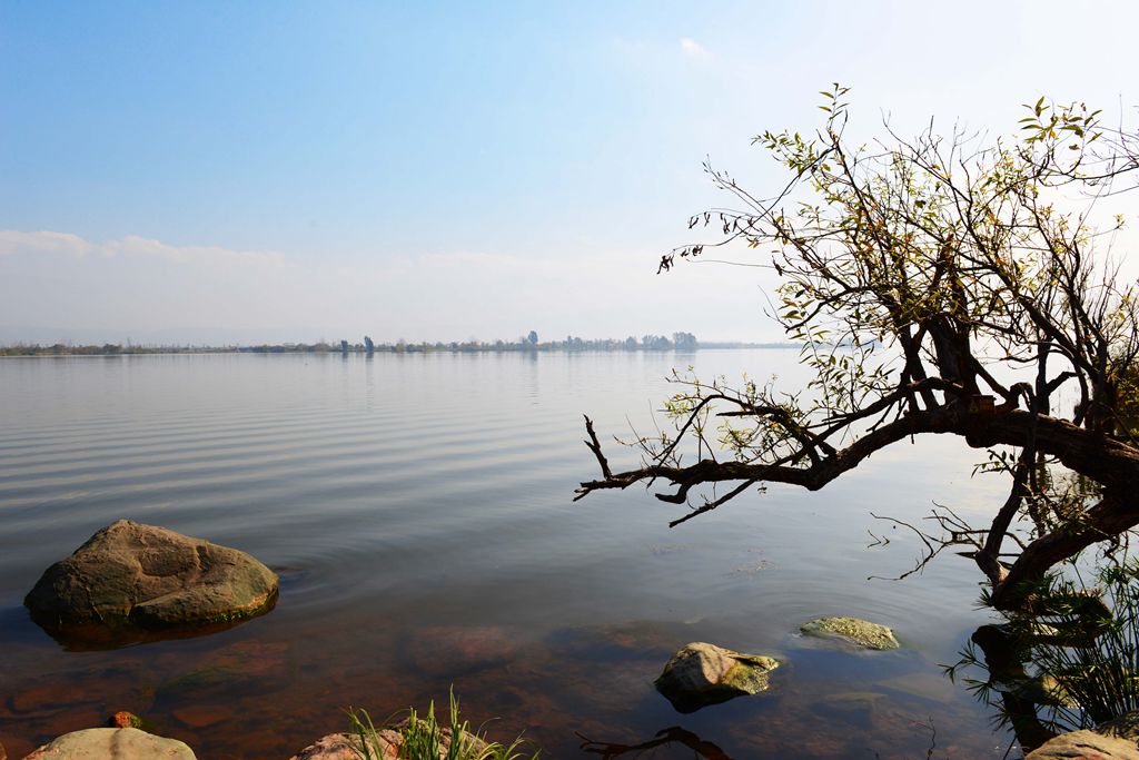 邛海水中树 摄影 走着瞧JING