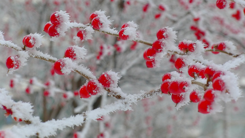 傲雪 摄影 七月虎