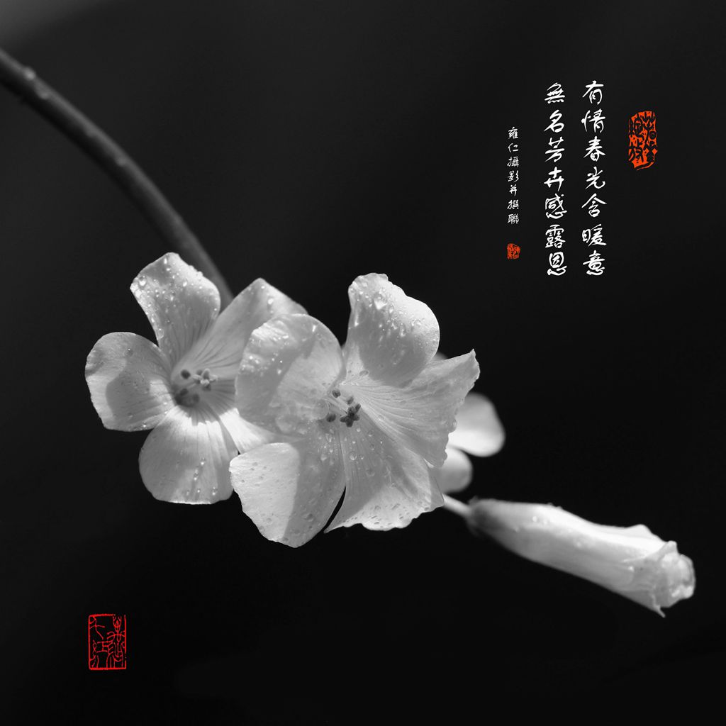 春花 摄影 雍仁