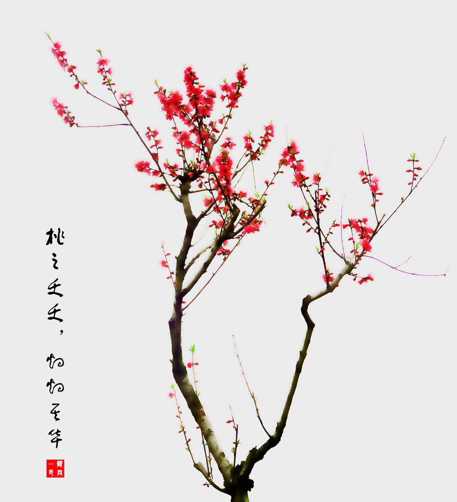 桃花 摄影 gujunyi803