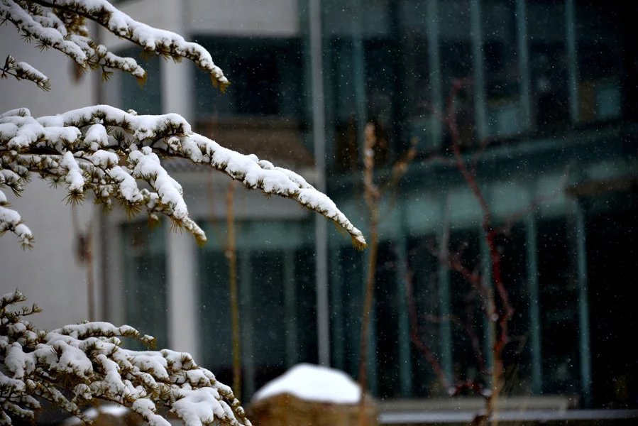 迟来的雪花 摄影 大风雪