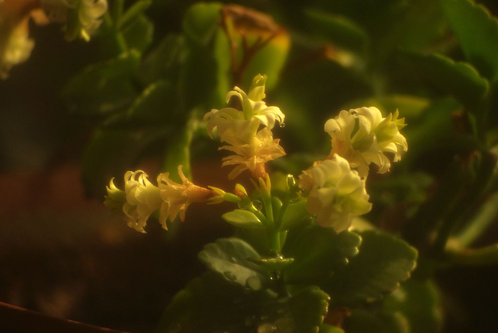 小香花1 摄影 大白三谷