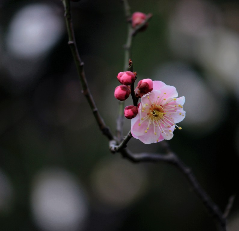 梅花 摄影 过了