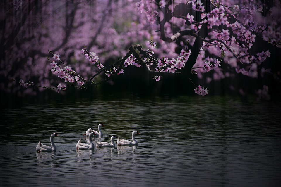 桃花源 摄影 yangguanga