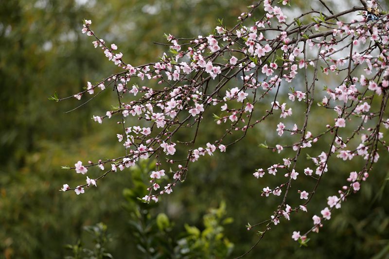 《桃花依旧笑春风》 摄影 wslqp