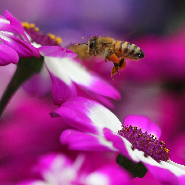 蜂花摘影 摄影 wangshihua