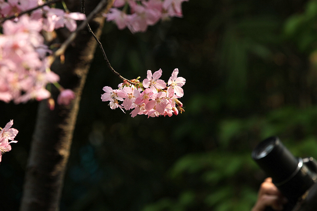 春花开了 摄影 青山绿水2