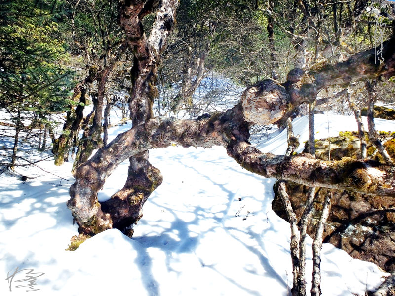 昆明轿子雪山-29 摄影 独龙人