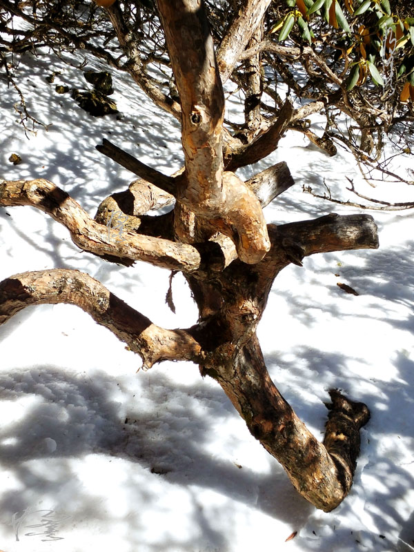 昆明轿子雪山-28 摄影 独龙人