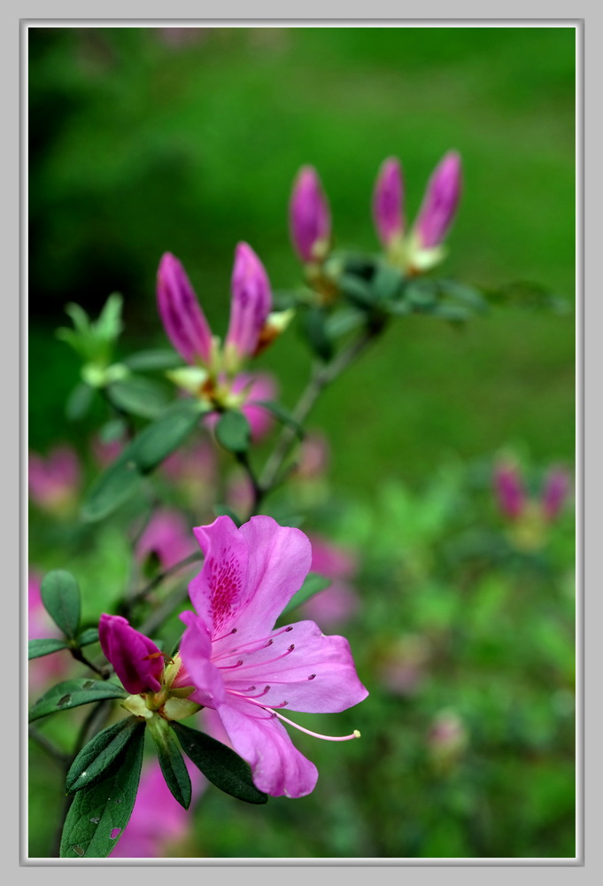 杜鹃花2 摄影 峡山