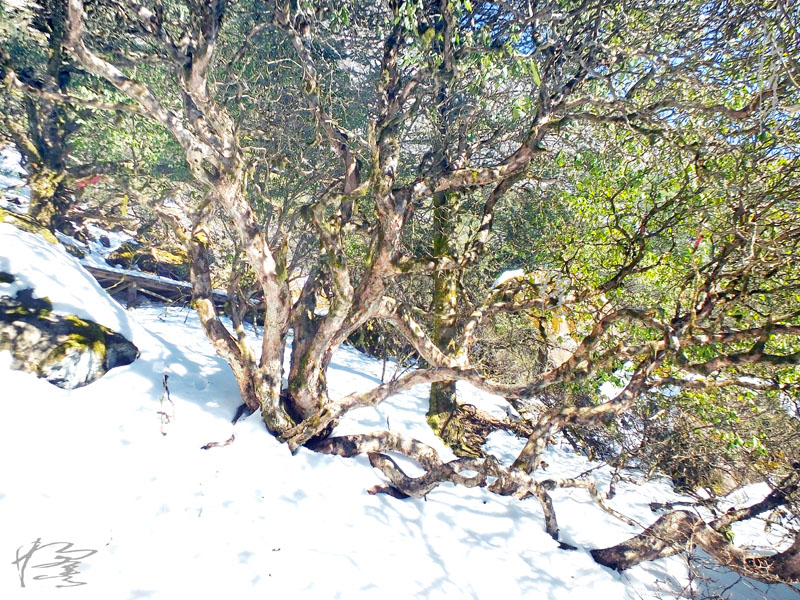 昆明轿子雪山-33 摄影 独龙人