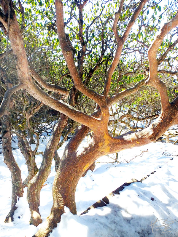 昆明轿子雪山-32 摄影 独龙人