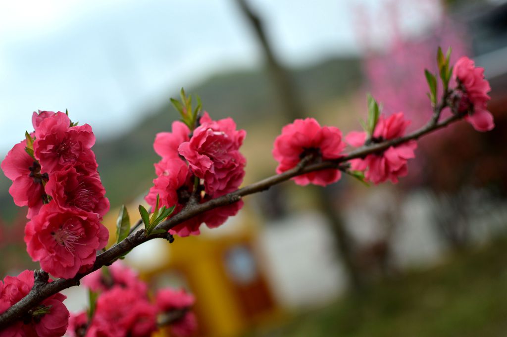 龙宫首届桃花节（三） 摄影 buyuanfa